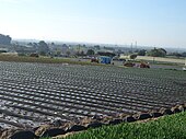 Strawberry field