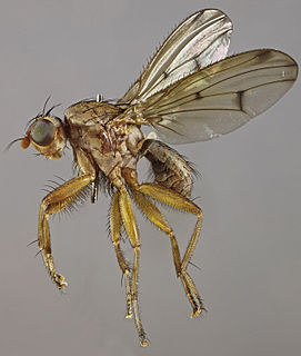 <i>Suillia imberbis</i> Species of fly