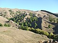 Trees against browning hills