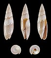 * Nomination Shell of a Reticulate Mitre, Swainsonia fissurata --Llez 19:05, 21 March 2018 (UTC) * Promotion Good as usual. -- Ikan Kekek 19:51, 21 March 2018 (UTC)