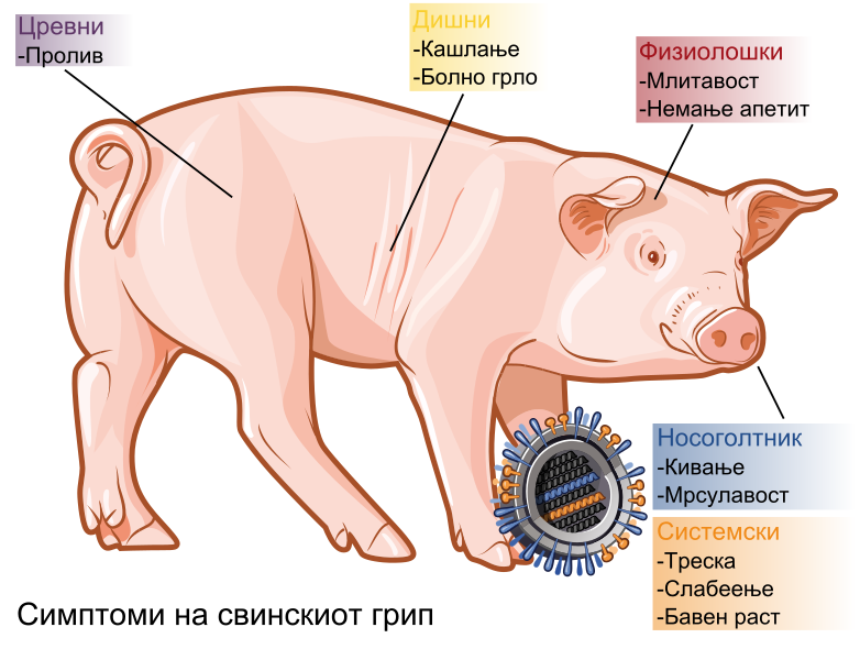 File:Swine influenza symptoms on swine-mk.svg