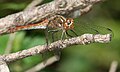Sympetrum is a genus of small to medium sized skimmer dragonflies, known as darters in the UK