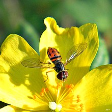 Syrphid Fly (Toxomerus sp.) (8407181051) .jpg