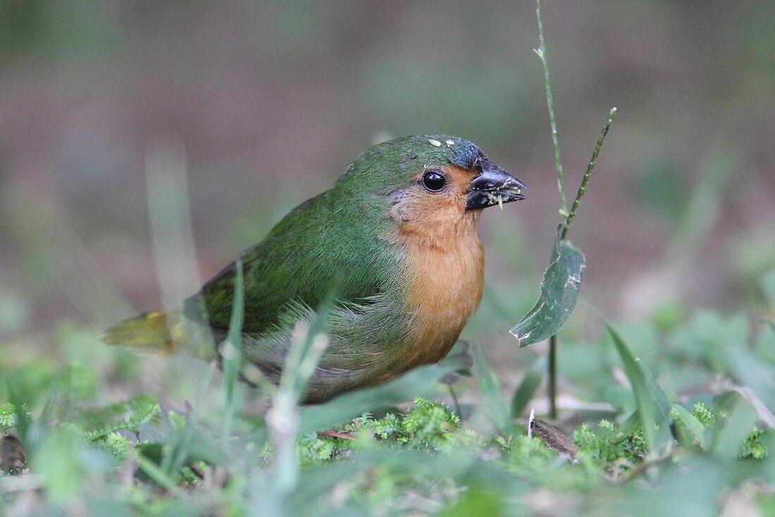 Erythrura hyperythra