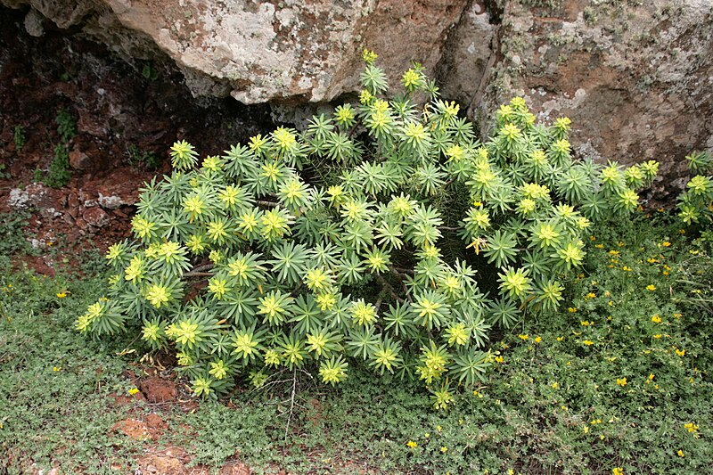 File:Teguise - Guanapay - Euphorbia regis-jubae 04 ies.jpg