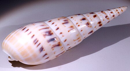 Tập_tin:Terebra_maculata.jpg