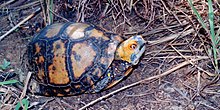 Mexican box turtle (Terrapene mexicana) in southern Tamaulipas, Mexico Terrapene mexicana, Mexican Box Turtle, Tamaulipas.jpg