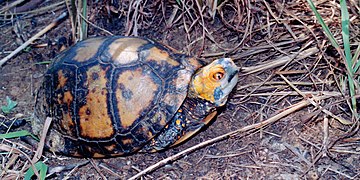 Mexican box turtle (Terrapene mexicana) in the field in southern Tamaulipas, Mexico