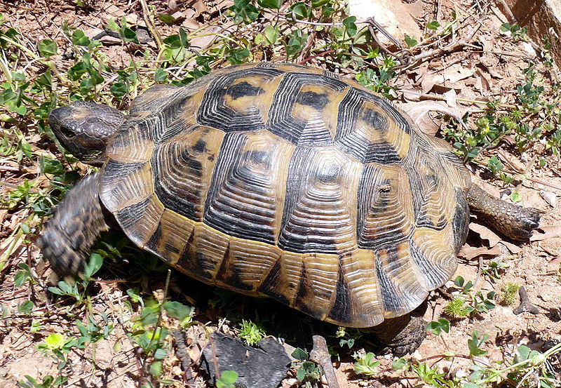 File:Testudo hermanni on Thasos.JPG