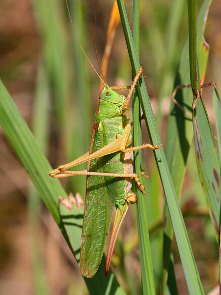 File:Tettigonia viridissima.jpeg