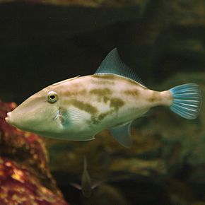 Popis tohoto obrázku, také komentován níže