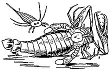 Life restoration of the Devonian eurypterid ("sea scorpion") Stylonurus The Eurypterida of New York figure 70.jpg