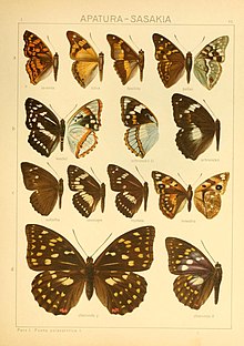 The Macrolepidoptera of the world (Taf. 51) (8145286746).jpg
