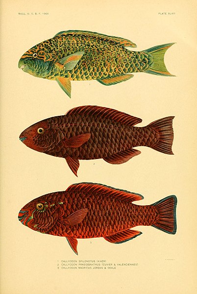 File:The fishes of Samoa (Plate XLVIII) (5998451635).jpg