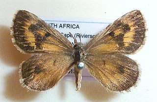 <span class="mw-page-title-main">Kaplan's thestor</span> Species of butterfly