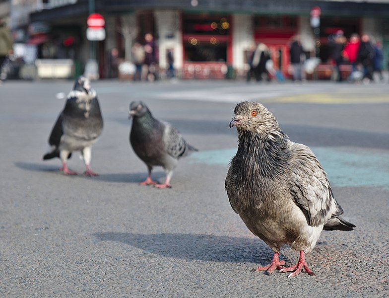 File:Three rock doves (Columba livia) standing on place de la Bourse, Brussels, Belgium (DSCF4423).jpg