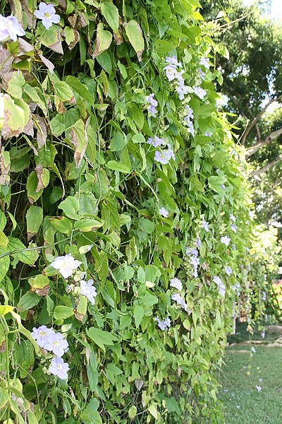 File:Thunbergia grandiflora 10zz.jpg