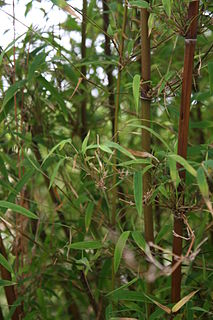 <i>Himalayacalamus</i> Genus of grasses