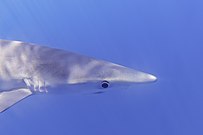 Tiburón azul (Prionace glauca), canal Fayal-Pico, islas Azores, Portugal, 2020-07-27, DD 36.jpg