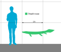 Thumbnail for File:Tiktaalik Size.svg