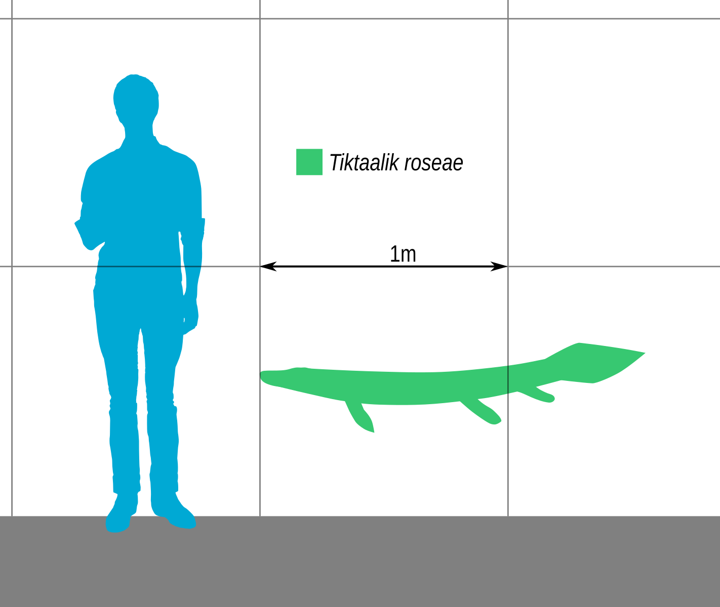 Размер svg. Tiktaalik Size.