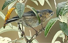 Tit-suka Dacnis.jpg