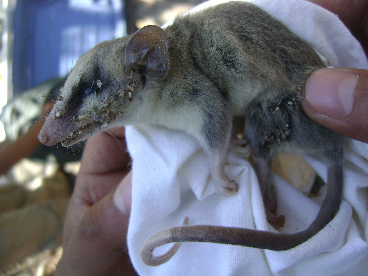 Grey ~19 inch taso possum tail squeegie, missing one end and crack in  center, used