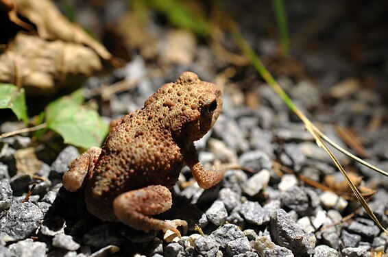 Toad in a forest in Hessen, Germany