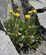 Inyo tonestus (Tonestus peirsonii) perennial clump in cliffs at Long L