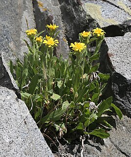 <i>Tonestus peirsonii</i> species of plant