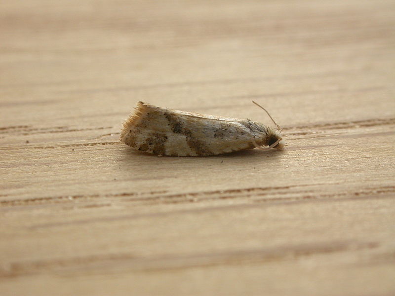 File:Tortricidae sp. (2933027871).jpg