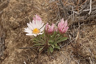 Townsendia florifer