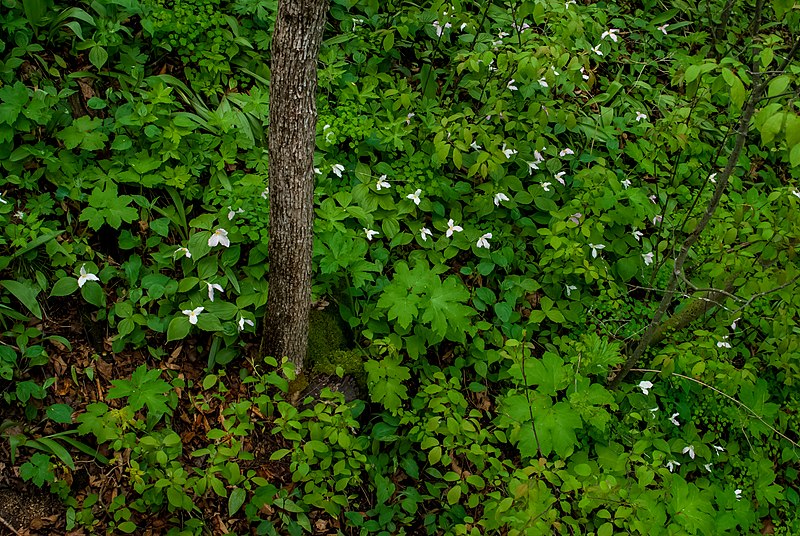 File:Tree with Trillium Flowers PLT-FL-TR-9.jpg