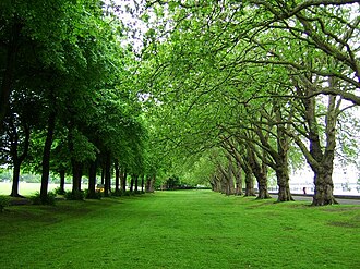 Trees in Wandsworth Park Trees-wandsworth-park.JPG