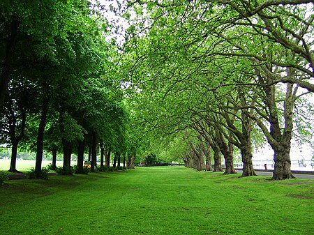 Trees wandsworth park