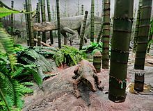 Model (background) in Triassic environment Triassic landscape 43.jpg