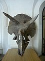 Triceratops horrdius