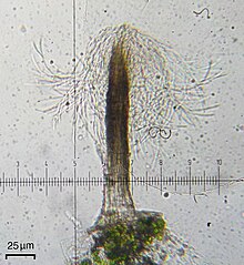 A hyphophore from the foliicolous lichen Tricharia santessonii Tricharia santessonii 596742.jpg