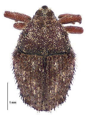 Trichosirocalus horridus dorsal.jpg