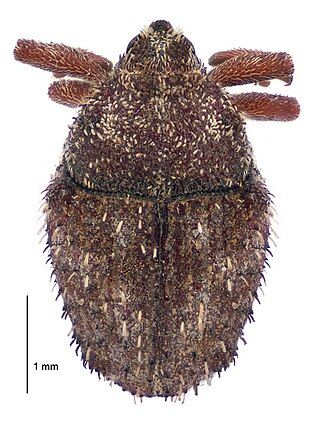 <i>Trichosirocalus horridus</i> Species of beetle