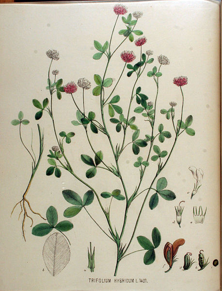 File:Trifolium hybridum — Flora Batava — Volume v18.jpg