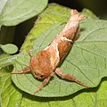 Ampfer-Wurzelbohrer (Triodia sylvina)