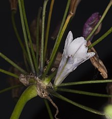 Triteleia clementina (Трителей острова Сан-Клементе) (5647425123) .jpg
