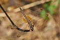 * Nomination File:Trithemis aurora, female --Jkadavoor 12:54, 2 August 2016 (UTC) * Promotion NIce --Poco a poco 18:25, 2 August 2016 (UTC)