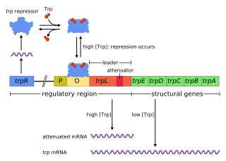 <i>trp</i> operon Operon that codes for the components for production of tryptophan