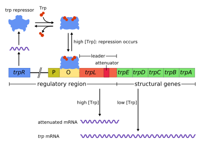 Structure of the trp operon Trpoperon.svg