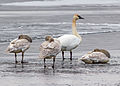 An adult and three juvenile trumpeter swans on the shore of Woods Lake, near Oyama, British Columbia