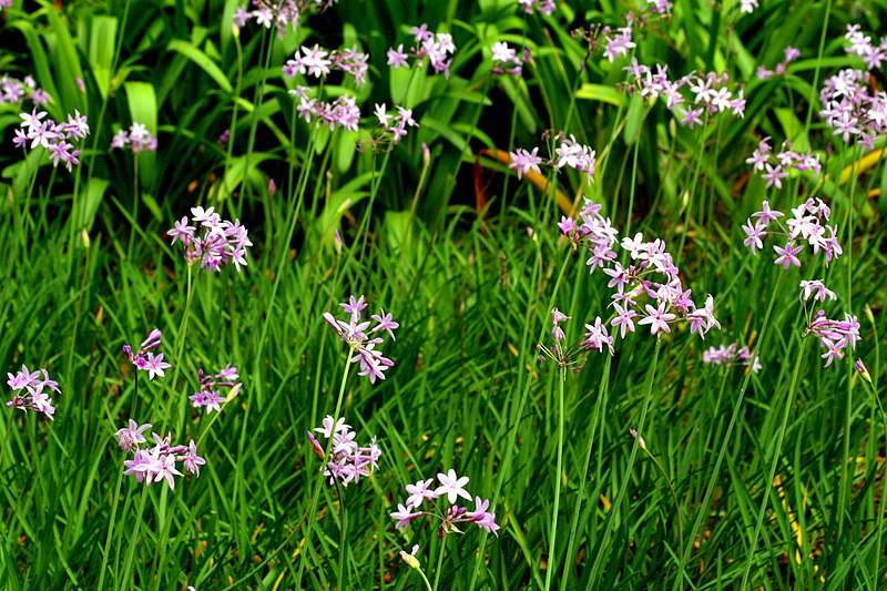 Las 10 especies que mejor funcionan en Jardines Verticales