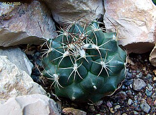 <i>Turbinicarpus laui</i> Species of cactus