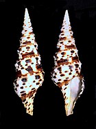 Shell in multiple views of a Turris sea snail Turris babylonia shell.jpg